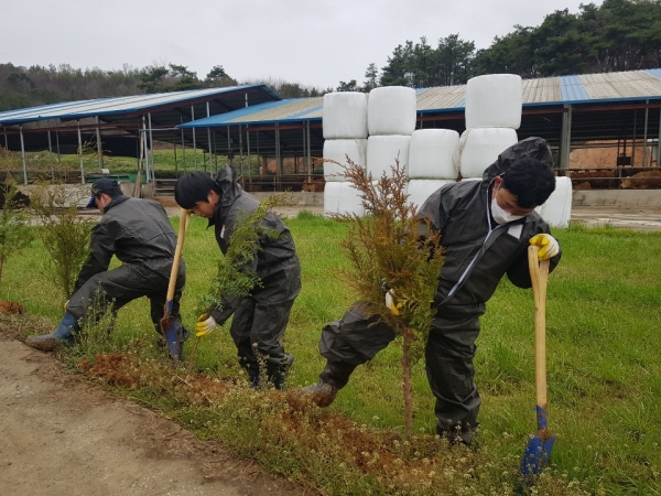 전북 순창의 축산농가 주변에 방취림(편백나무)을 식재하고 있다.