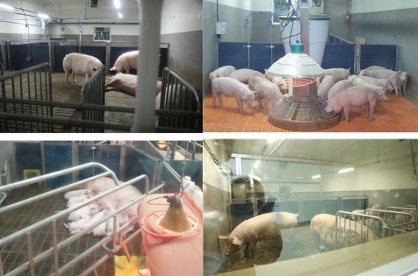 실험동에서는 사육 시설과 돼지를 기반으로 양돈 생산성 향상을 위한 각종 실험 및 데이터 생산, 실용화 연구, 질병 연구, 돼지경제능력 검정 등 다양한 양돈 관련 연구가 실시될 예정이다.